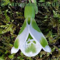 Image result for Galanthus Mr. Camouflage