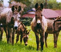 Image result for Donkey Background