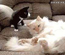 Image result for Cat That's Had Enough Meme
