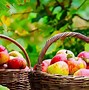 Image result for Basket of Fall Apples