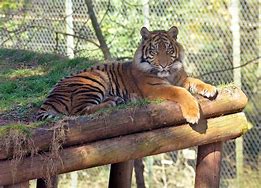 Image result for Hamilton Zoo Tiger Cubs