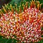 Image result for African Plants That Resemble Strength+