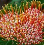 Image result for The African Flower