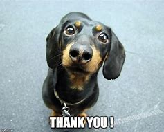 Image result for Thank You Cute Dog Meme