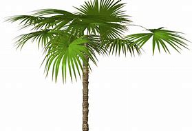 Image result for Jungle Tree SVG