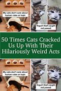 Image result for Cracked Out Cat