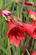 Image result for Gladiolus flanaganii