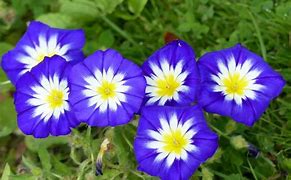 Image result for Morning Glory Ivy