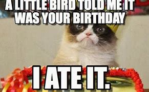 Image result for Angry Cat Birthday