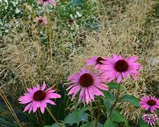 Echinacea purpurea Crazy Pink ® に対する画像結果