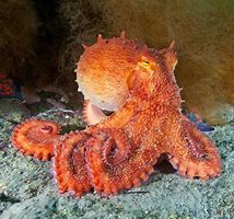 Image result for Orange Octopus