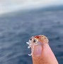 Image result for Show Me a Picture of the Smallest Animal in the World