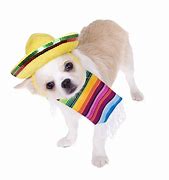 Image result for Mexican Dog PFP