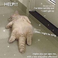 Image result for Cat Laying On Back Meme