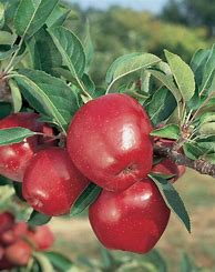 Image result for Red Delicious Apple Tree Leaf