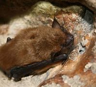 Image result for Texas Bats Species