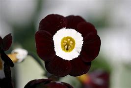 Image result for Primula auricula Marmion