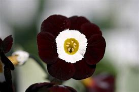 Résultat d’images pour Primula auricula Beatrice