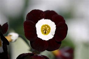 Image result for Primula auricula Winicha