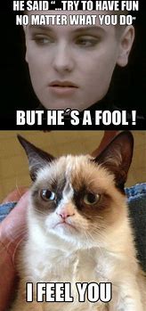 Image result for funniest cats caption