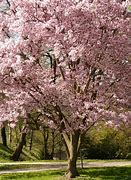 Image result for Eastern Cherry Tree