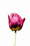 Image result for Tulip Flower with White Background