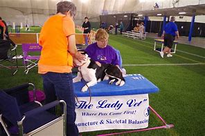 Image result for Dog Agility Trials