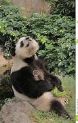 Image result for New Species in Ocean Panda