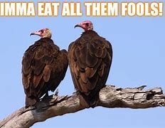 Image result for Vulture and Outhouse Meme