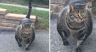 Image result for Cat with Muscles Meme