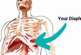 Image result for Diaphragm Muscle Weakness and Sore Ribs