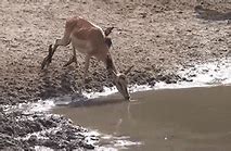 Image result for Meme Deer Pool