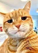 Image result for Disappointed Cat Meme