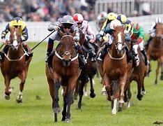 Image result for Horse Racing Photos