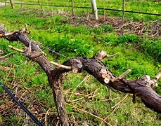Image result for Pruning a Grape Vine