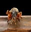 Image result for The Chirping Crickets