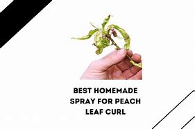 Image result for Spraying for Peach Leaf Curl