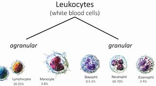 Image result for Normal Blood vs Leukemia