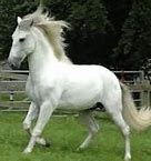 Image result for Most Popular Horse Breeds