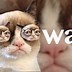 Image result for Printable Cat Memes