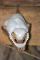 Image result for Is There Such a Thing as a White Bat