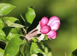 Image result for Bunga Apple Leaf