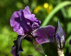 Image result for Iris germanica Black Knight