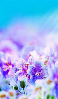Image result for Flower iPhone 6 Backgrounds