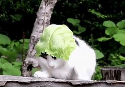 Image result for Cat with Sunglasses and Lettuce