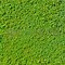 Image result for Greenhedge Texture