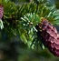 Image result for Spruce Tree North America