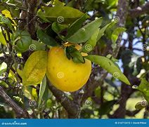 Image result for Big Orange Hawaii Fruit