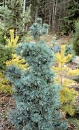 Image result for Pinus parviflora Diaset - Susan