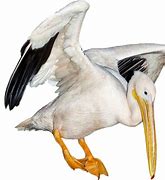 Image result for Pelican Fish Game